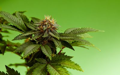 CBD Flower Benefits: How To Choose the Best CBD Products