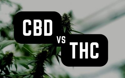 What Is The Difference Between THC and CBD?
