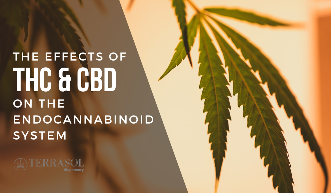 A Practical Guide to the Endocannabinoid System and CBD or THC Usage