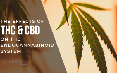 A Practical Guide to the Endocannabinoid System and CBD or THC Usage