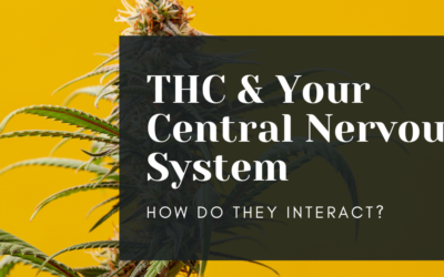 How Does THC Affect the Central Nervous System and Is CBD Different?