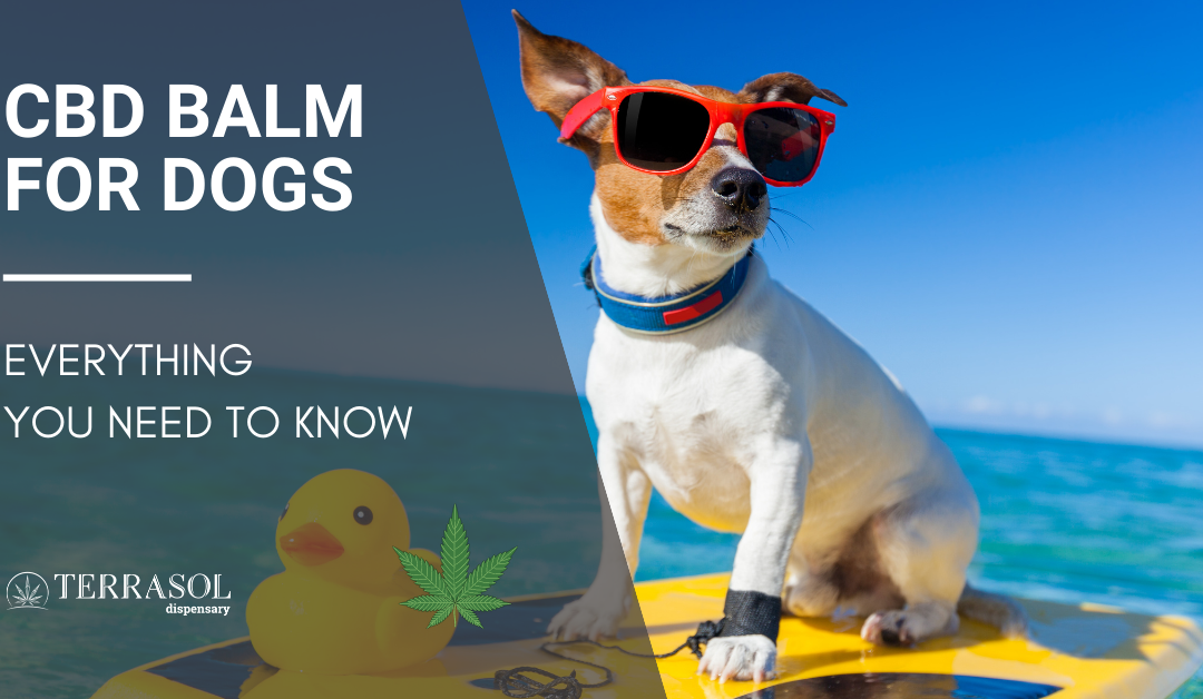 The Benefits of CBD Balm for Dogs